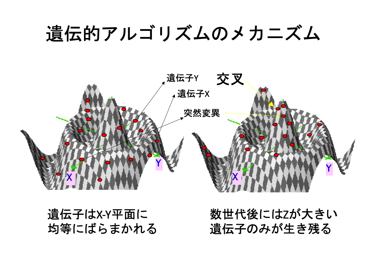 スライド 29: 遺伝子はX-Y平面に