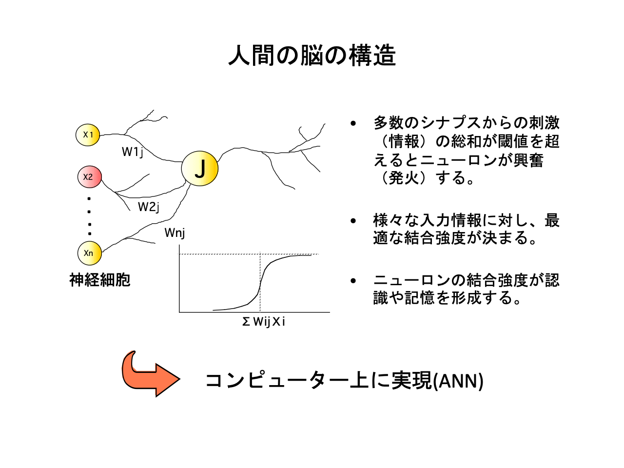 スライド 4: 人間の脳の構造